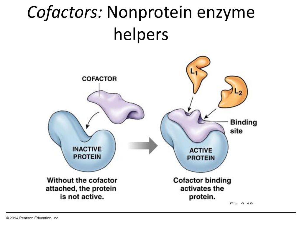 Aumentar la proteína sin cetosis